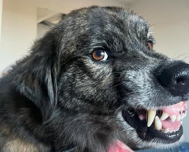 Agressiver Hund, Hundeschule Sörup, Verhaltensberatung Sörup, FellnasenTherapie