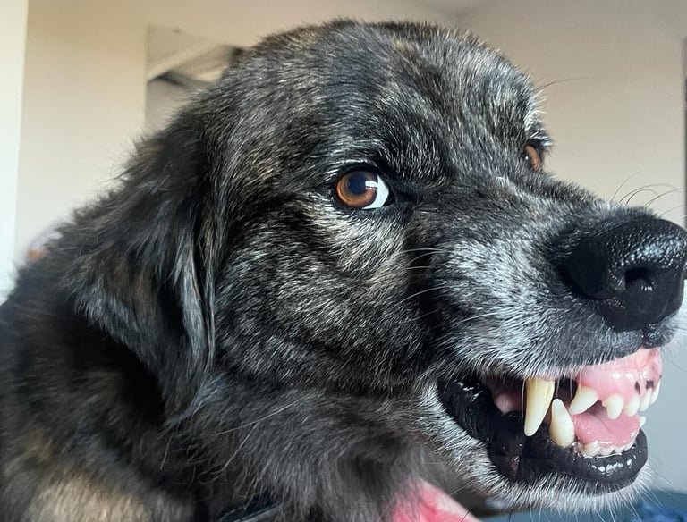 Agressiver Hund, Hundeschule Sörup, Verhaltensberatung Sörup, FellnasenTherapie