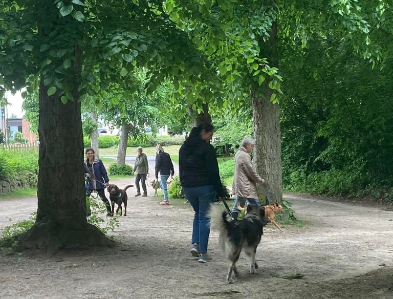 Menschen und Hunde üben gemeinsam bei einem Spaziergang unter Bäumen